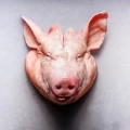 pig head