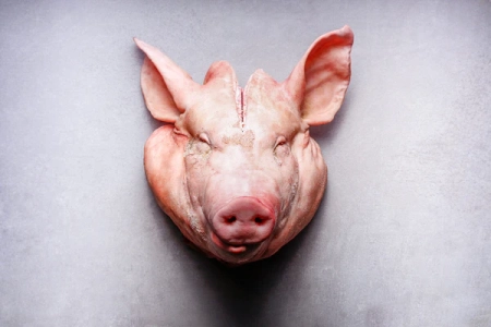 pig head