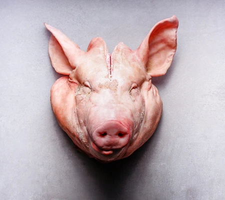 pig head